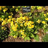 Primula Canescens (fam. Primulacees) (10)